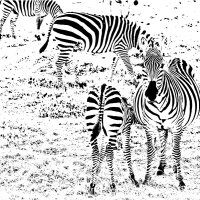 STRIPES by Nigel Seale