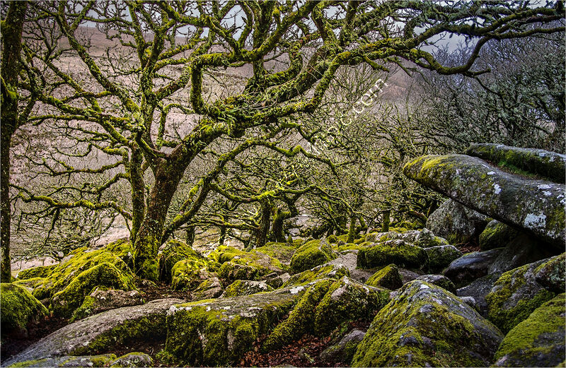 STUNTED OAK BETWEEN A ROCK & A HARD PLACE by Ray Andrews