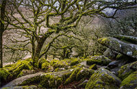 STUNTED OAK BETWEEN A ROCK & A HARD PLACE by Ray Andrews