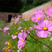 SUMMER FLOWER BORDER by Alan Locke