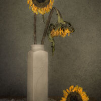SUNFLOWERS by Christine Maughan