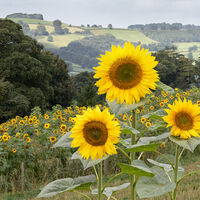 SUNFLOWERS by Gillian Foulds