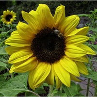 SUNFLOWER by Mick Smith