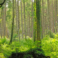 SUNLIT WOOD by Derrick Tuplin