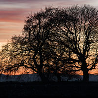 SUNSET SILHOUETTE by Mark Constable