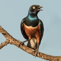 SUPERB STARLING by Nigel Seale