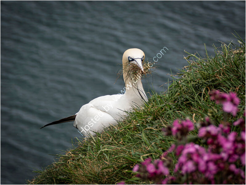 SURF AND TURF by Kevin Marriott