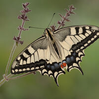 SWALLOWTAIL by Gillian Foulds