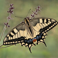 SWALLOWTAIL by Gillian Foulds