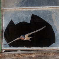 SWALLOW RETURNS by Neil Partridge