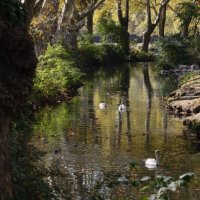 SWANS IN THE WOODS by Peter Dishart