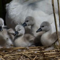 SWAN CYGNETS by Stanley Annable