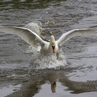 SWAN IN ACTION by S J Annable