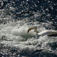 SWAN IN JACUZZI by Peter Dishart