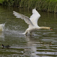 SWAN IN PROTECTION by S J Annable