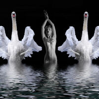 SWAN LIKE DREAM by Stanley J Annable