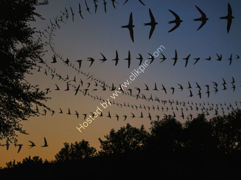 SWIFTS EVENING DISPLAY by Chris Jackson