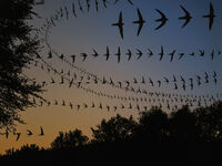 SWIFTS EVENING DISPLAY by Chris Jackson