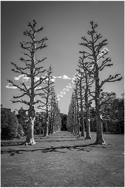 SYCAMORE SENTINELS by Richard Bower