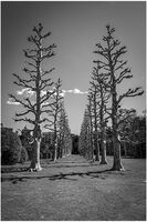 SYCAMORE SENTINELS by Richard Bower