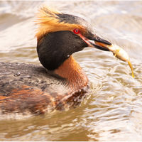 SLAVONIAN GREBE WITH LUNCH by Derrick Tuplin