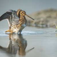 SNIPE WING STRETCH