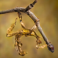 SPINY LEAF INSECT ON TWIG