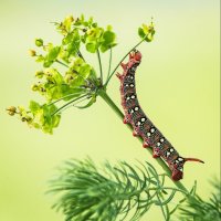 SPURGE MOTH CATERPILLAR