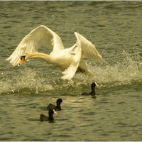 TAKE OFF by Derrick Tuplin