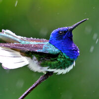 TAKING A SHOWER by Ian Humphries