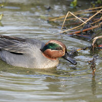 TEAL DABBLING by Malcolm Neal