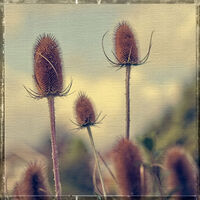 TEASEL by Alan Locke