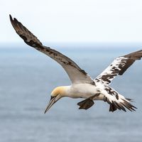 TEST FLIGHT by Mike Arblaster