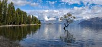 THAT WANAKA TREE by Ian Humphries