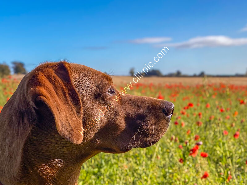 THEIR MEMORY, HER WATCH by Richard Bower