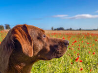 THEIR MEMORY, HER WATCH by Richard Bower
