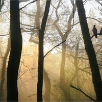 THE AWAKENING FOREST by Sue Swain