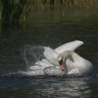 THE BATH IN SWAN LAKE by Stanley J Annable