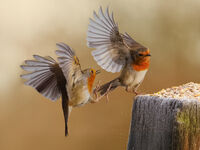 THE CHALLENGE by Chris Jackson