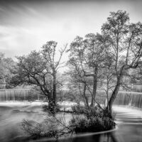 THE COPSE ON THE WEIR by Ashley Franklin