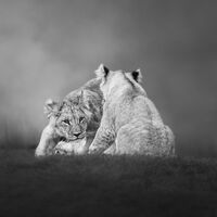 THE CUB WHO WOULDN'T QUIT by Michelle Jackson