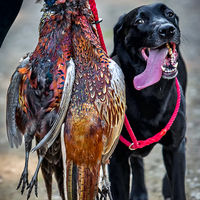THE DOG & PHEASANT by Ashley Franklin