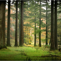 THE EDGE OF THE WOOD by Sue Swain