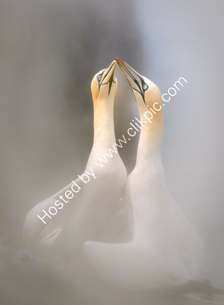 THE GREETING by Christine Maughan