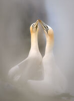 THE GREETING by Christine Maughan