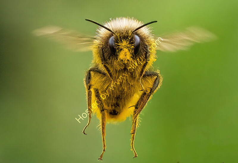 THE HUMBLE BUMBLE by Richard Bower