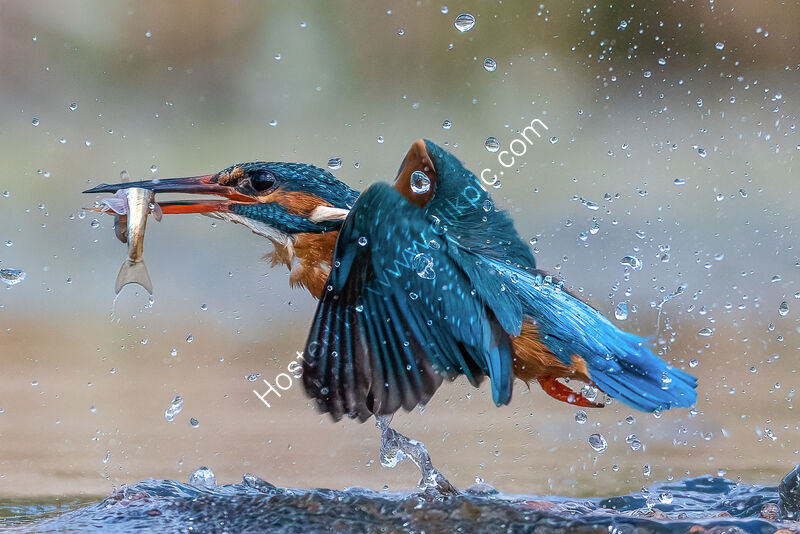 THE KING OF FISHERS by Richard Bower