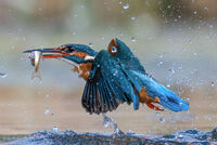THE KING OF FISHERS by Richard Bower