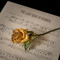 THE LAST ROSE OF SUMMER by Gillian Foulds