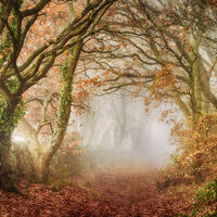 THE MISTY GLADE, CHEVIN WOOD by Ashley Franklin